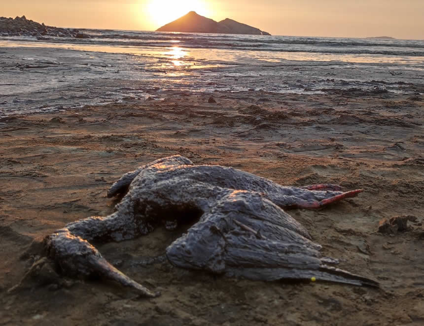 Desastre ecológico: AMN abre proceso sumario para determinar las causas del derrame de crudo en Ventanilla